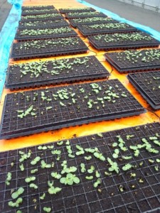 35034_154651268034800_1341555730_n