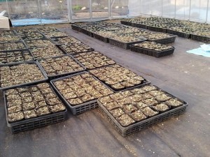 535961_156375431195717_1853769838_n