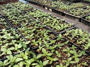 935558_160396384126955_808540533_n