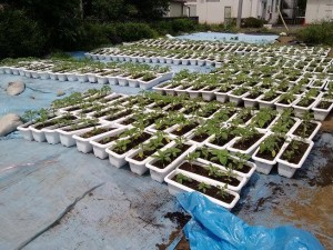 941316_165828490250411_280285766_n